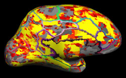 Resting fMRI Energy Estimates rendered on Cortical Surface