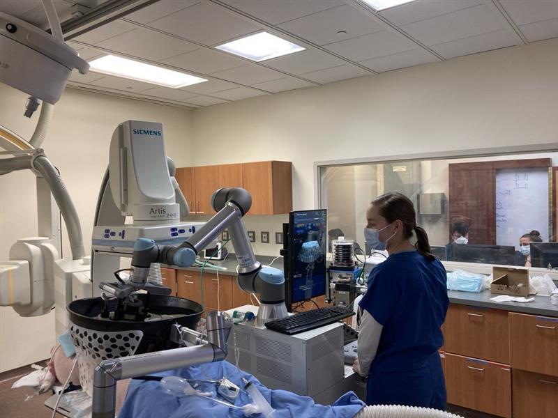 A woman operates a histotripsy device on a porcine model in a research procedure room.